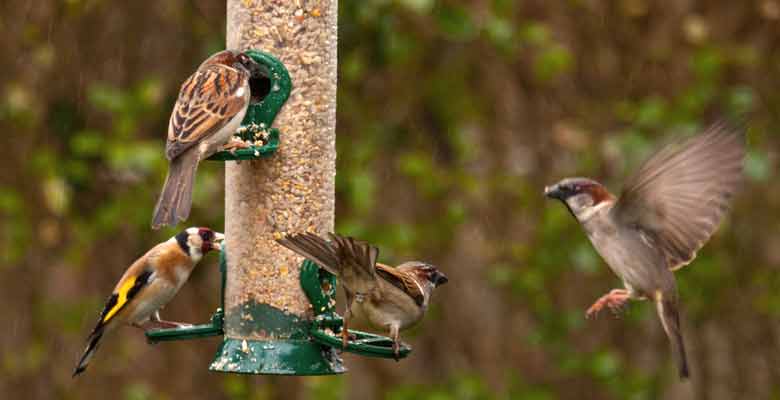 Oiseaux nourriture